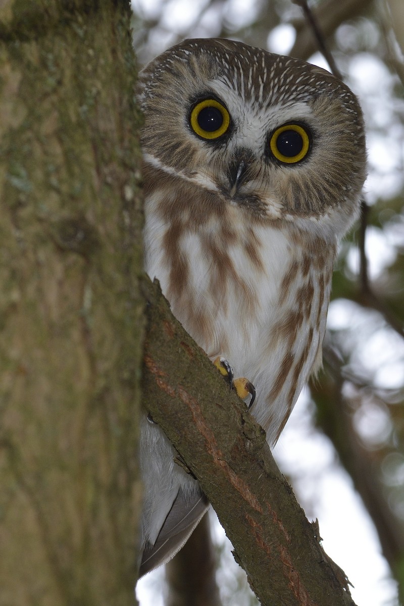 Northern Saw-whet Owl - ML190627481