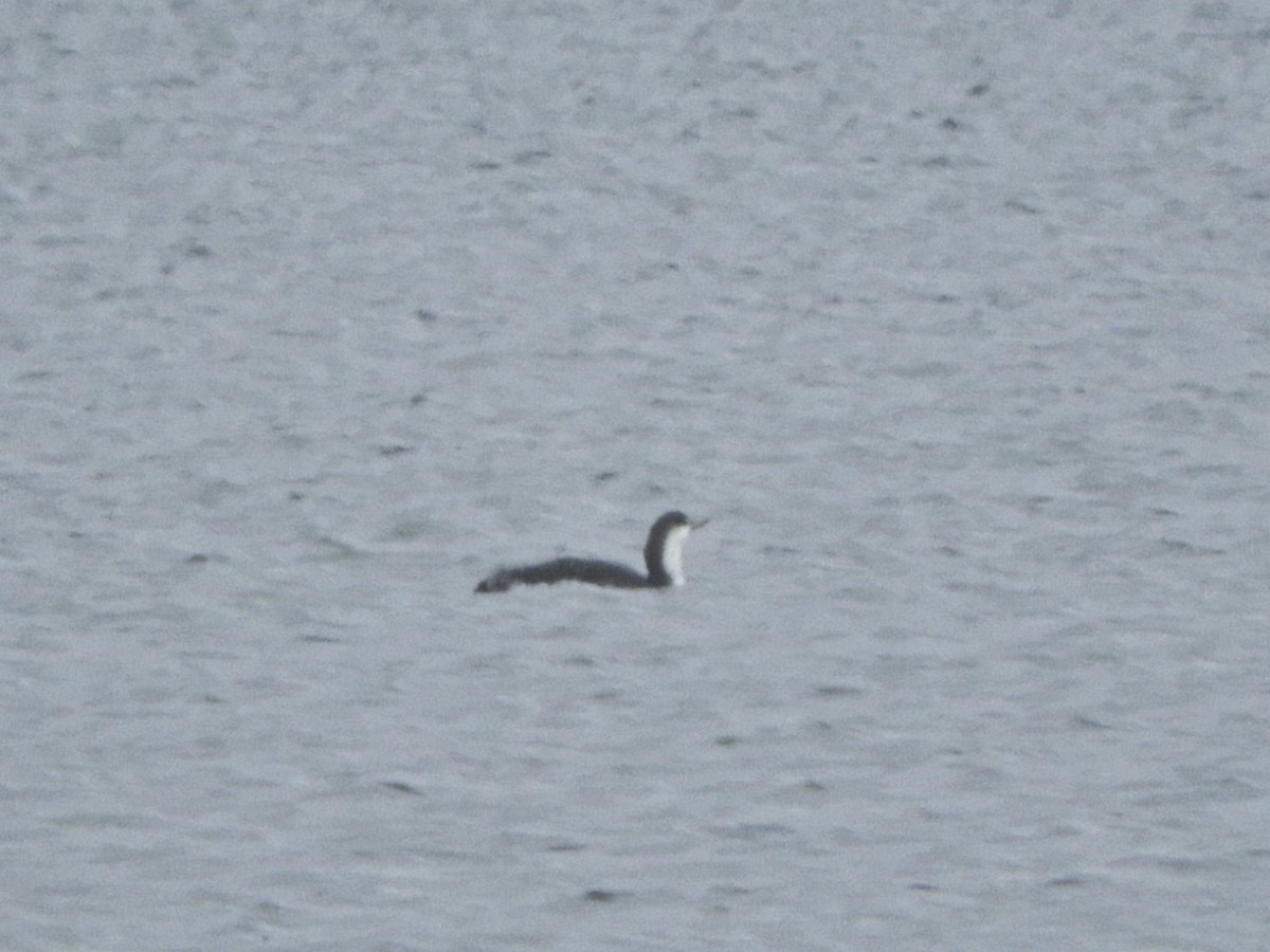 Red-throated Loon - ML190629831