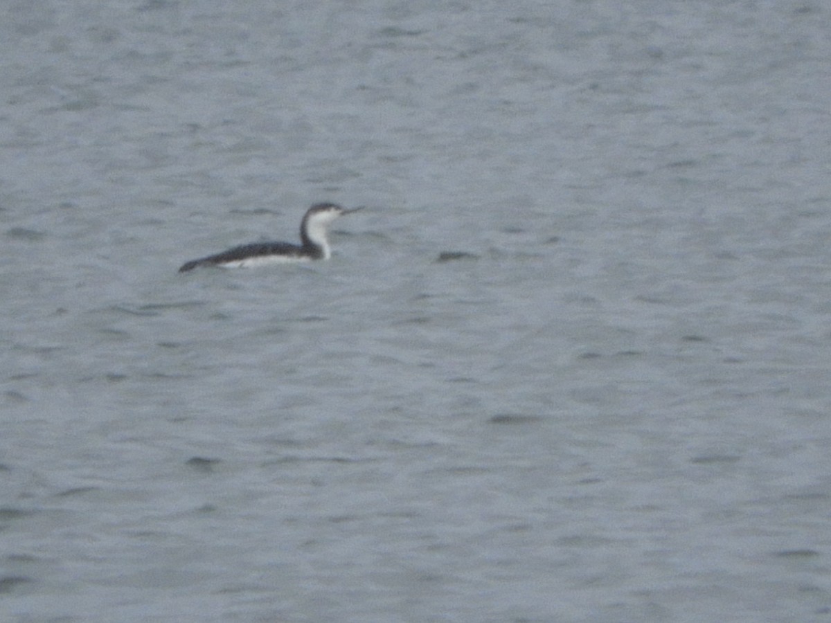 Red-throated Loon - ML190629901