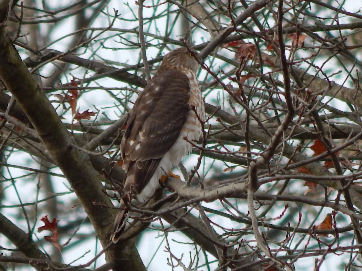 Sharp-shinned Hawk - Pamela Fisher