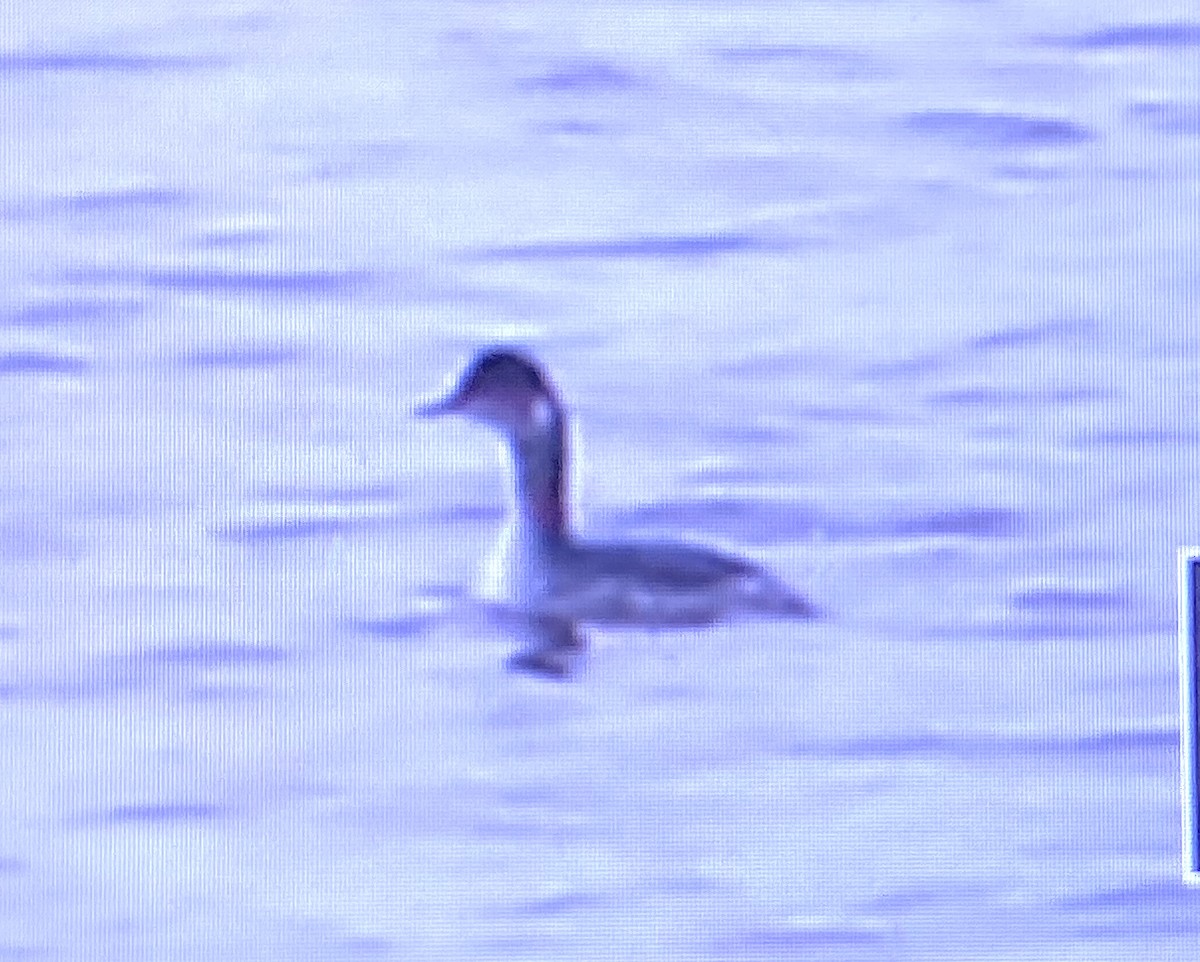 Eared Grebe - ML190630671