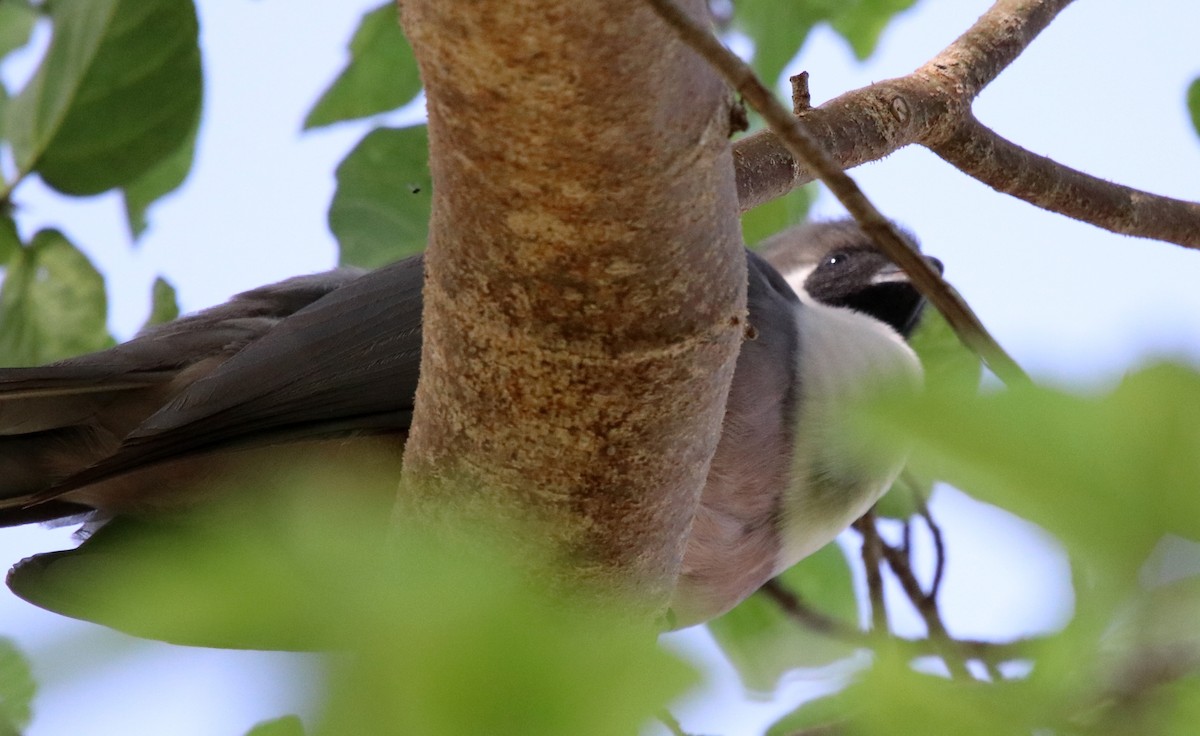 Bare-faced Go-away-bird - ML190630761