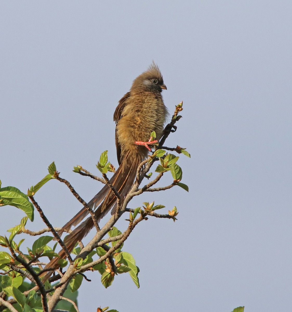 Speckled Mousebird - ML190630991