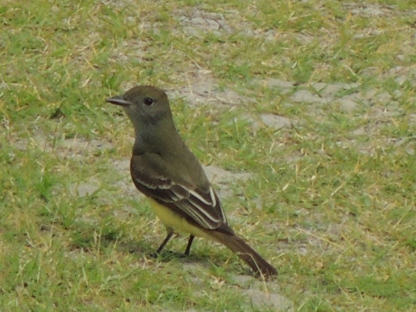 Great Crested Flycatcher - ML190631751