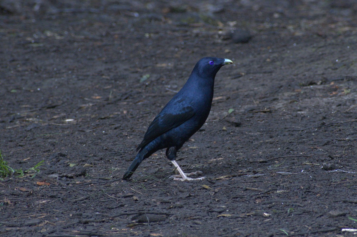 Satin Bowerbird - Nico Stuurman