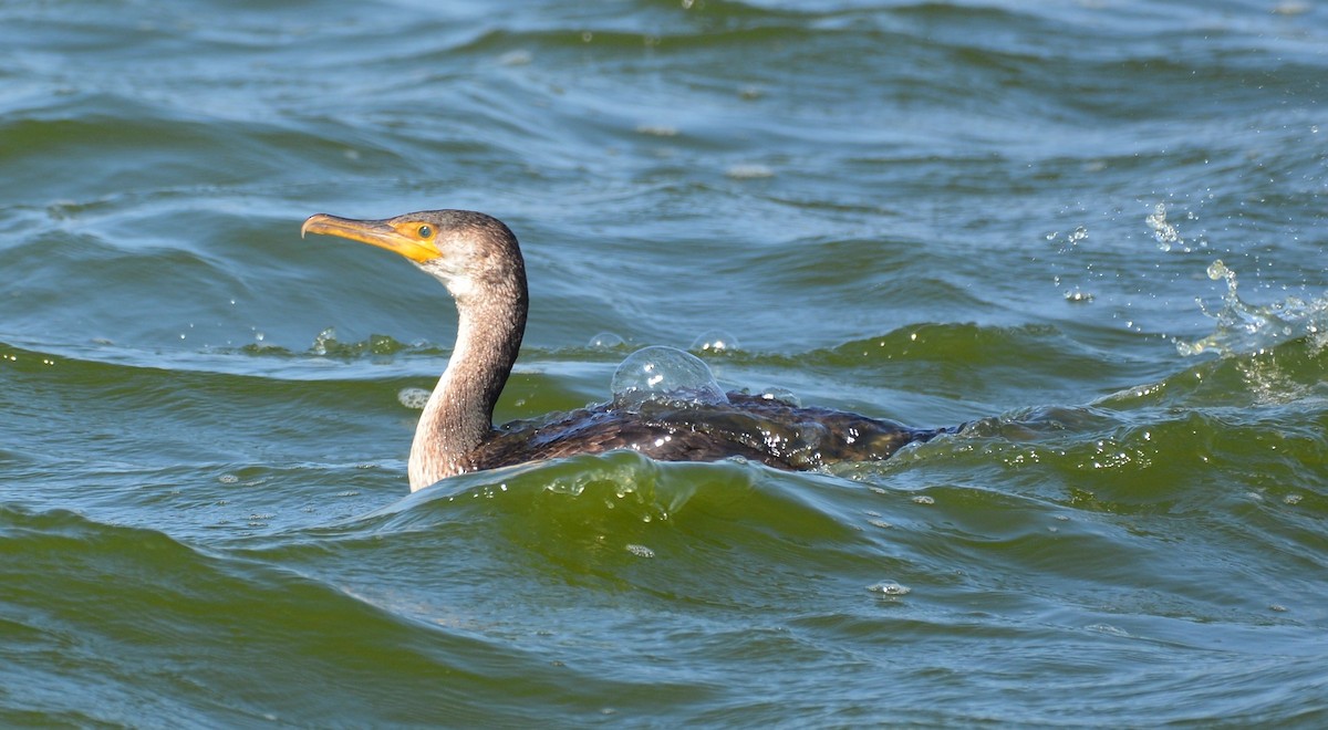 Japanese Cormorant - ML190632201