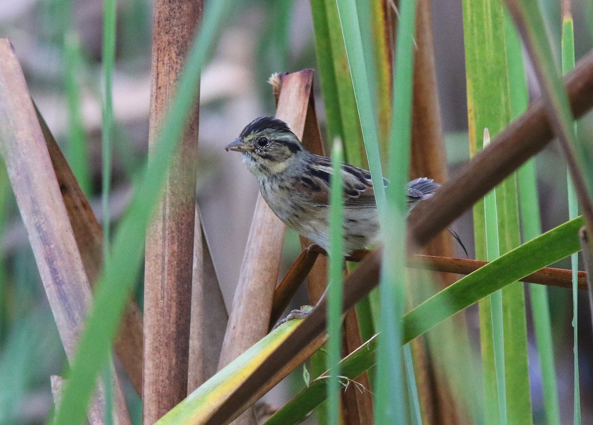 Swamp Sparrow - ML190632521