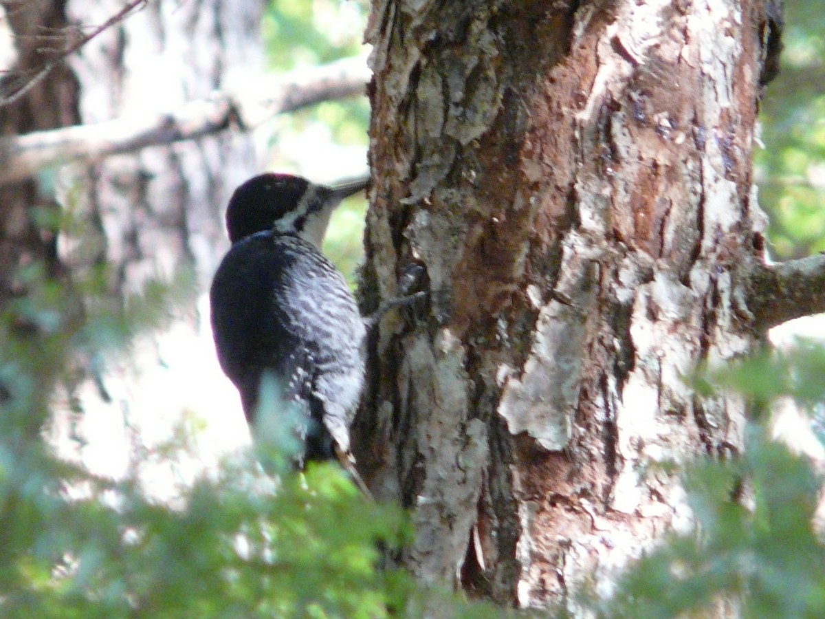 Black-backed Woodpecker - ML190634731