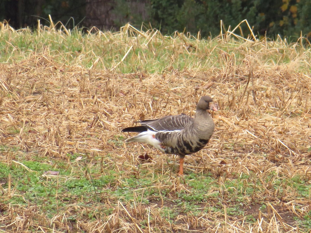 Greater White-fronted Goose - ML190634761