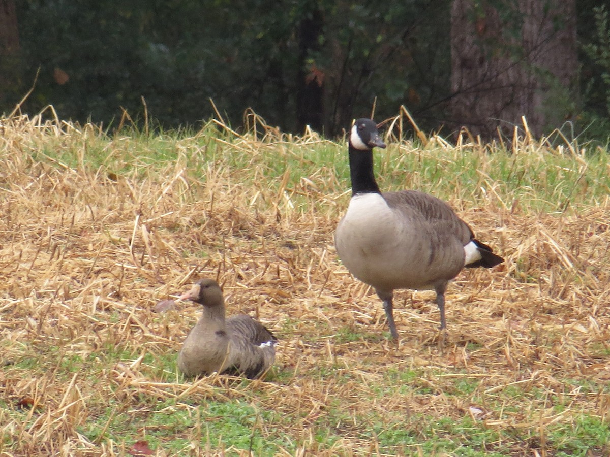 Greater White-fronted Goose - ML190634801