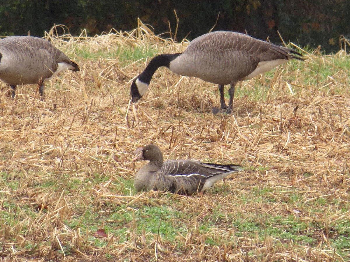 Greater White-fronted Goose - ML190634841