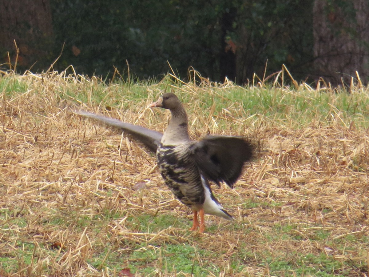 Greater White-fronted Goose - ML190634851