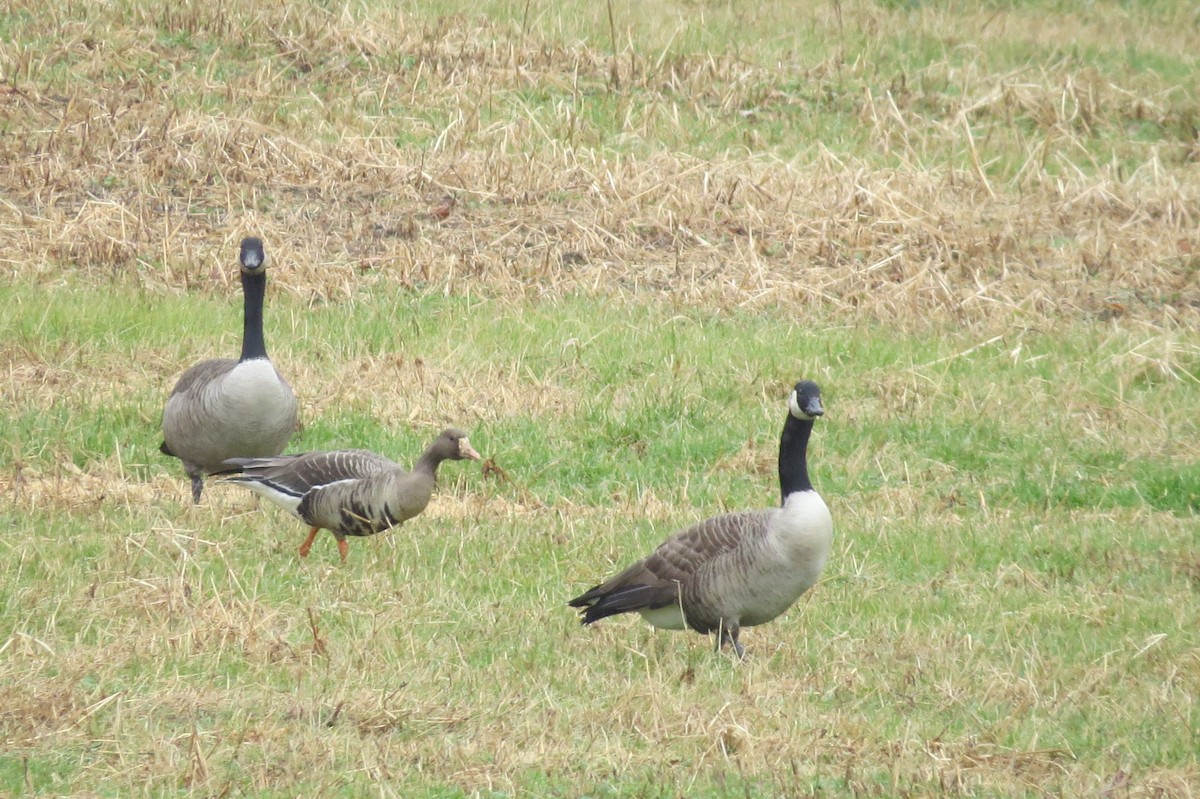 Greater White-fronted Goose - ML190635491