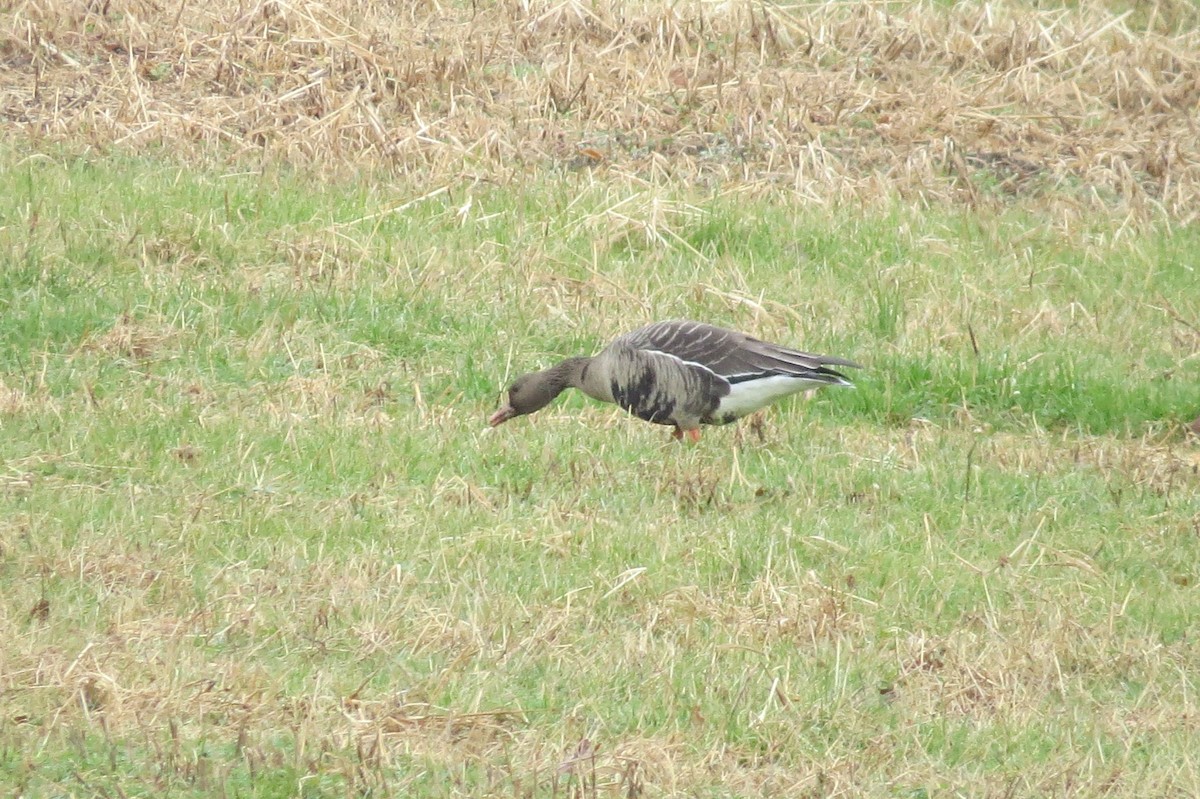 Greater White-fronted Goose - ML190635511