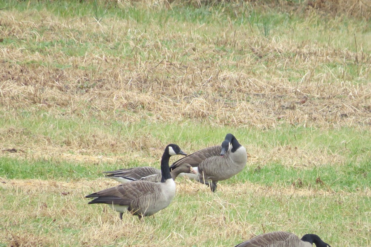 Greater White-fronted Goose - ML190635521