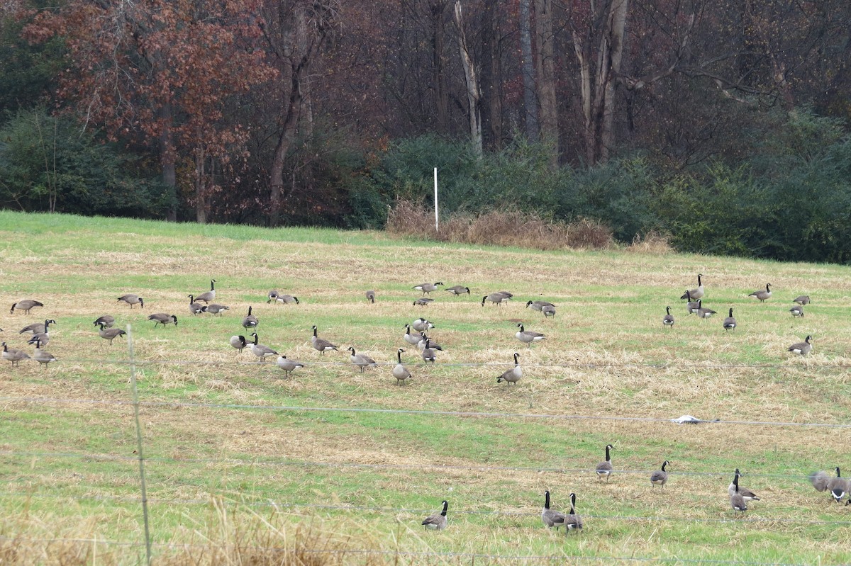 Greater White-fronted Goose - ML190635541