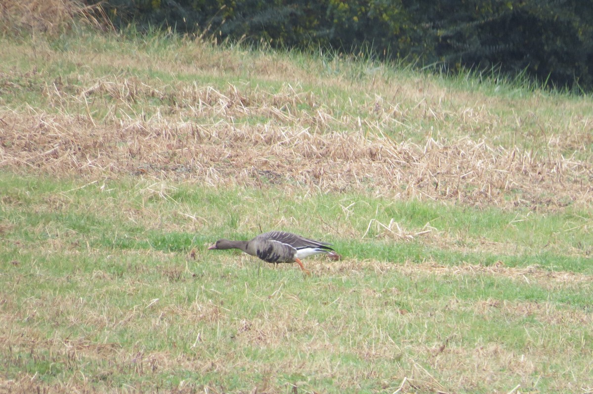 Greater White-fronted Goose - ML190635551