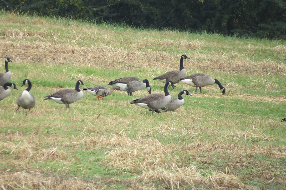 Greater White-fronted Goose - ML190635561