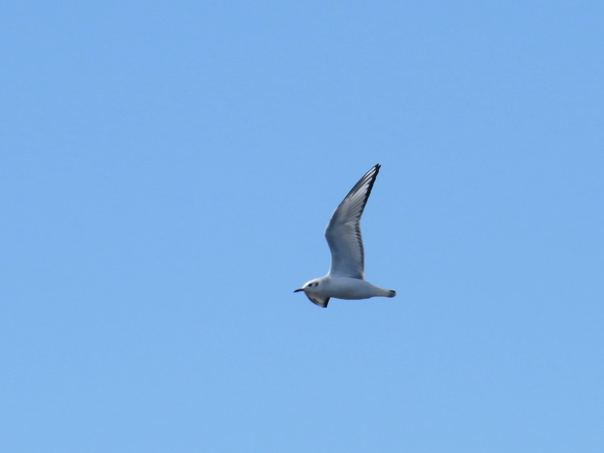 Mouette de Bonaparte - ML190636171