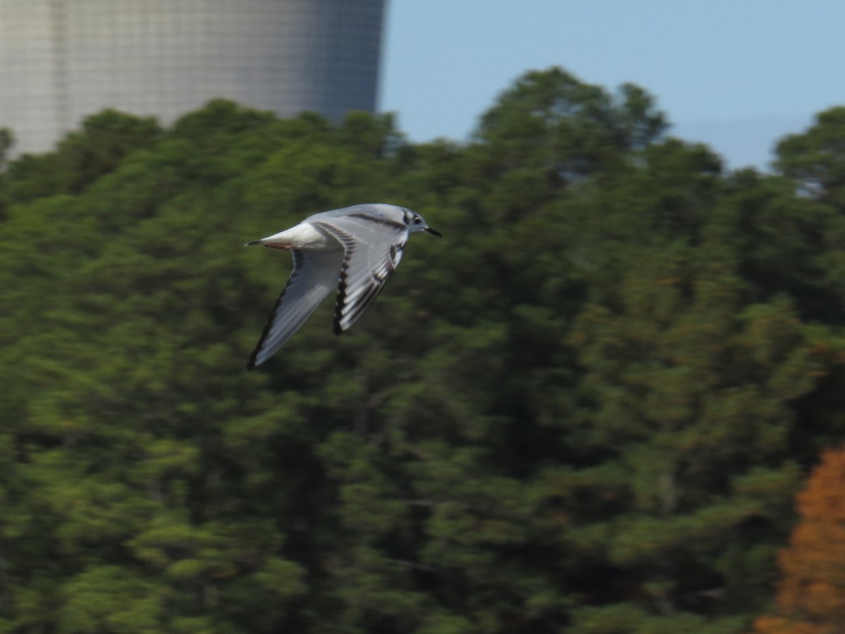 Mouette de Bonaparte - ML190636181