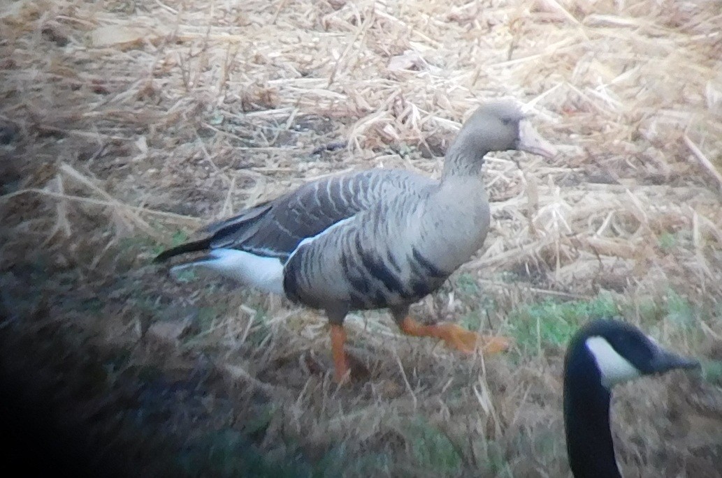 Greater White-fronted Goose - ML190636241