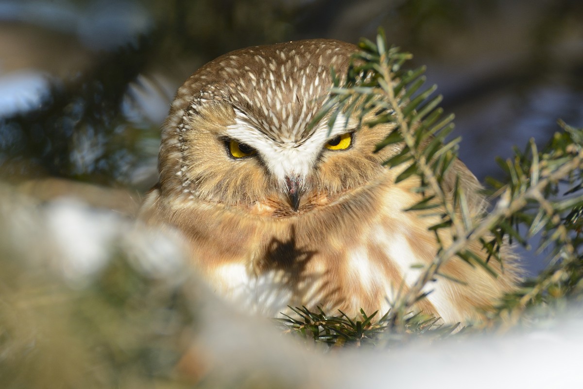 Northern Saw-whet Owl - ML190636841