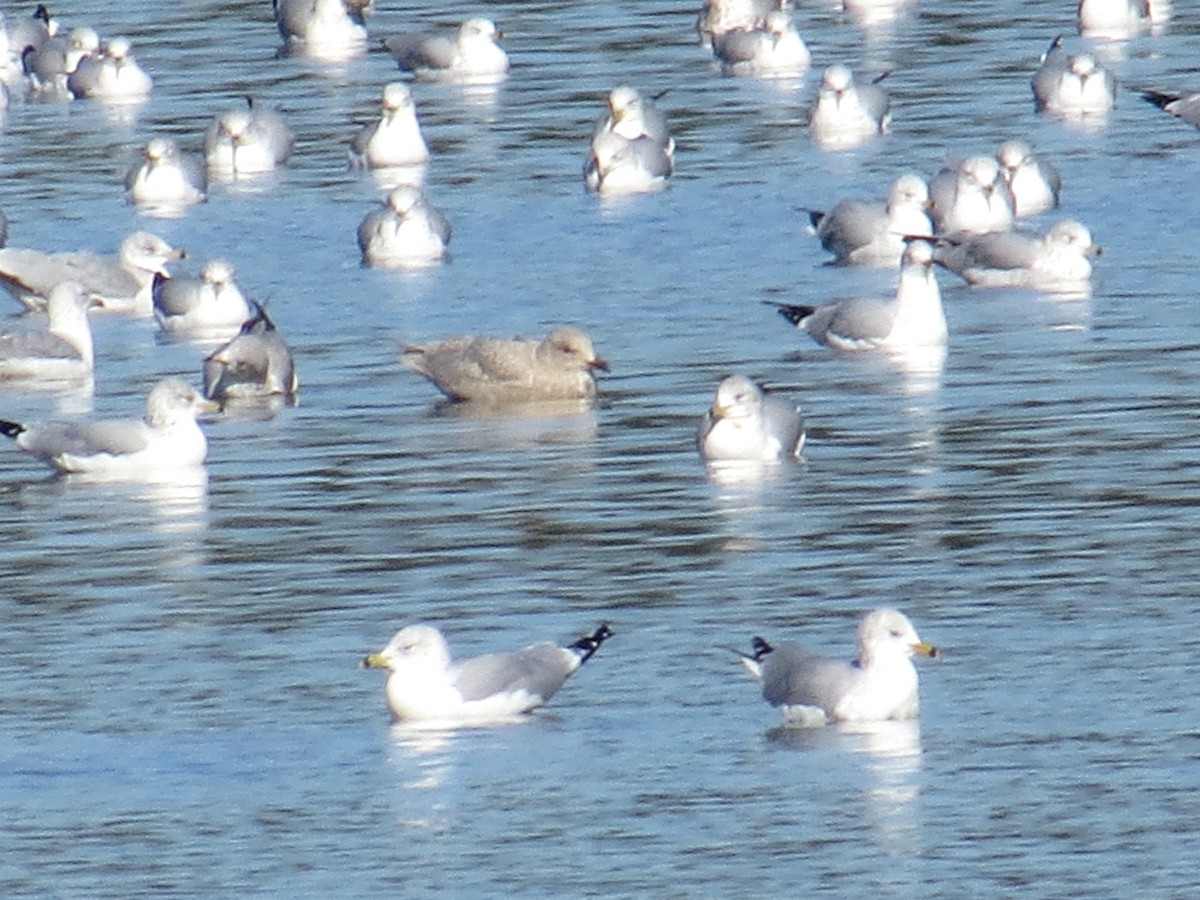 Iceland Gull - ML190638561