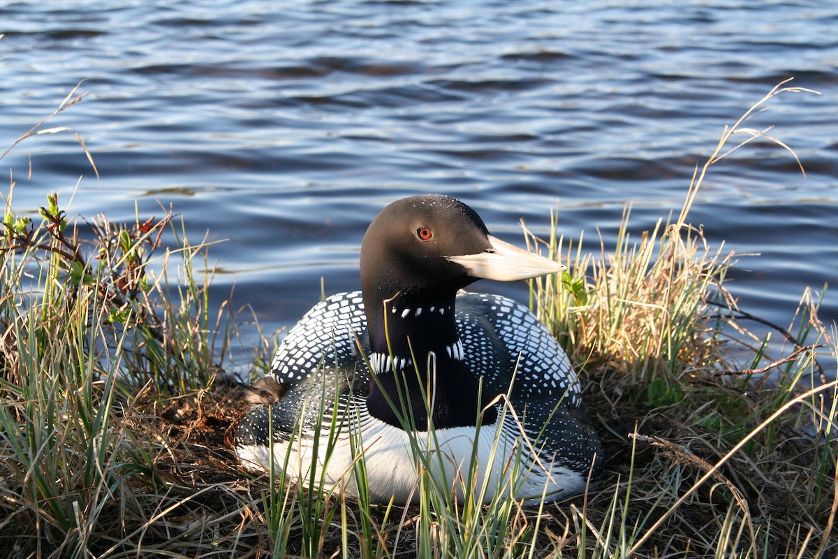 Yellow-billed Loon - Pawel Michalak