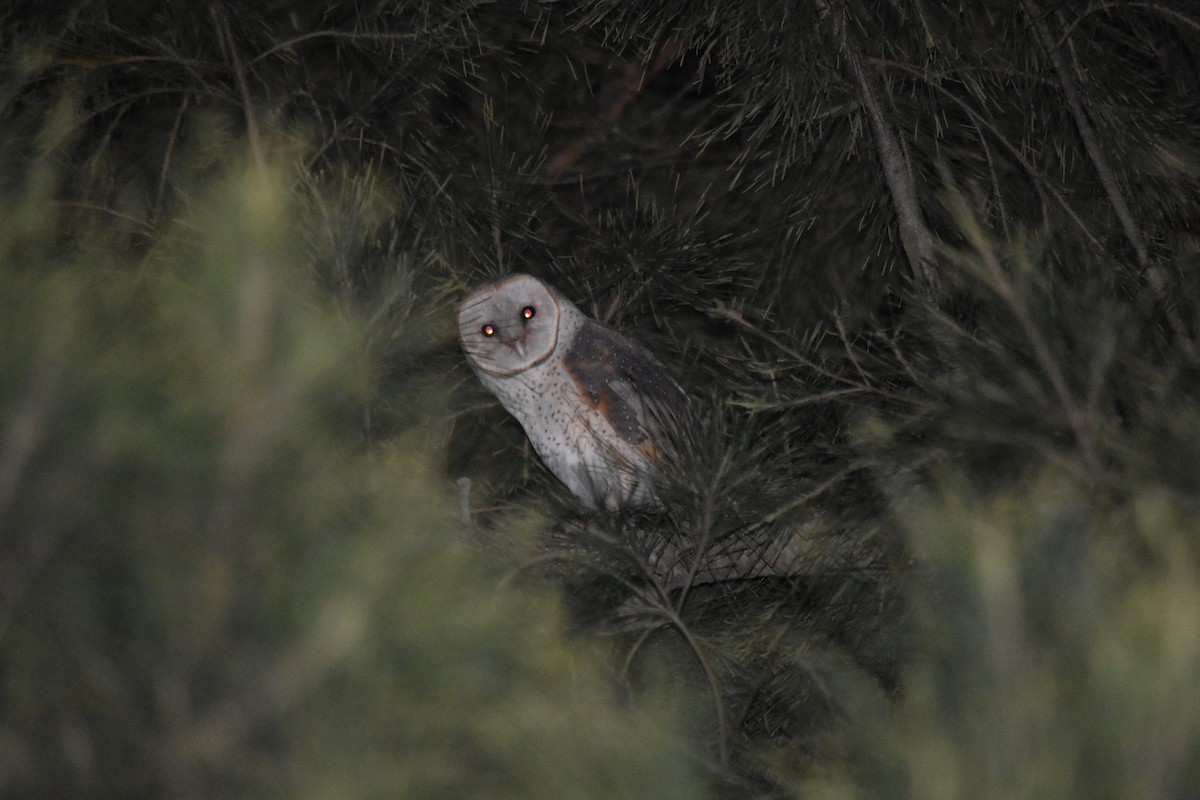 Barn Owl - andres ebel