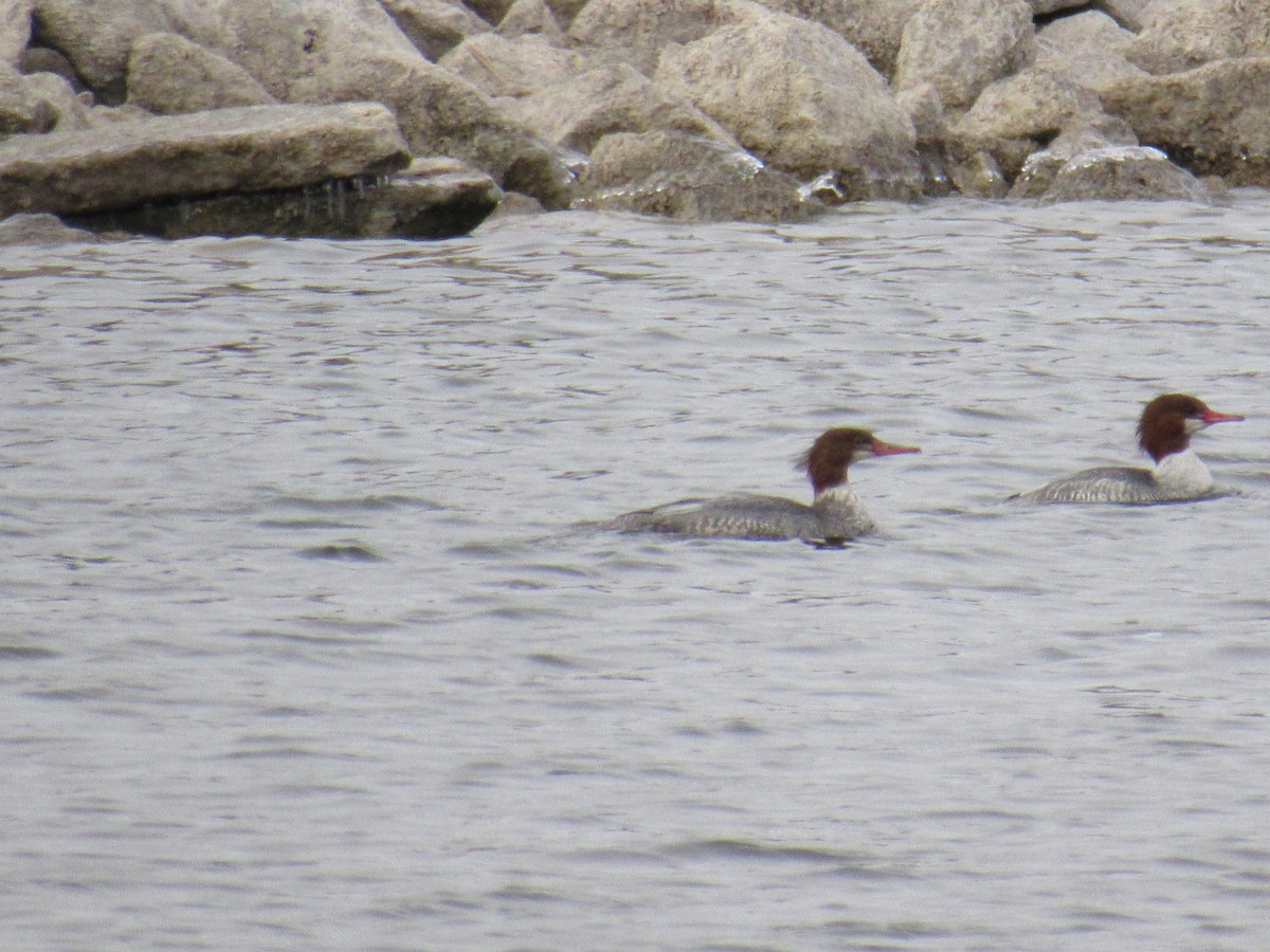 Common Merganser - Mike Partridge