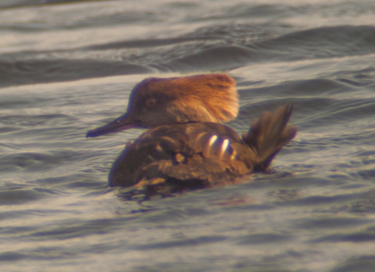 Hooded Merganser - ML190641301