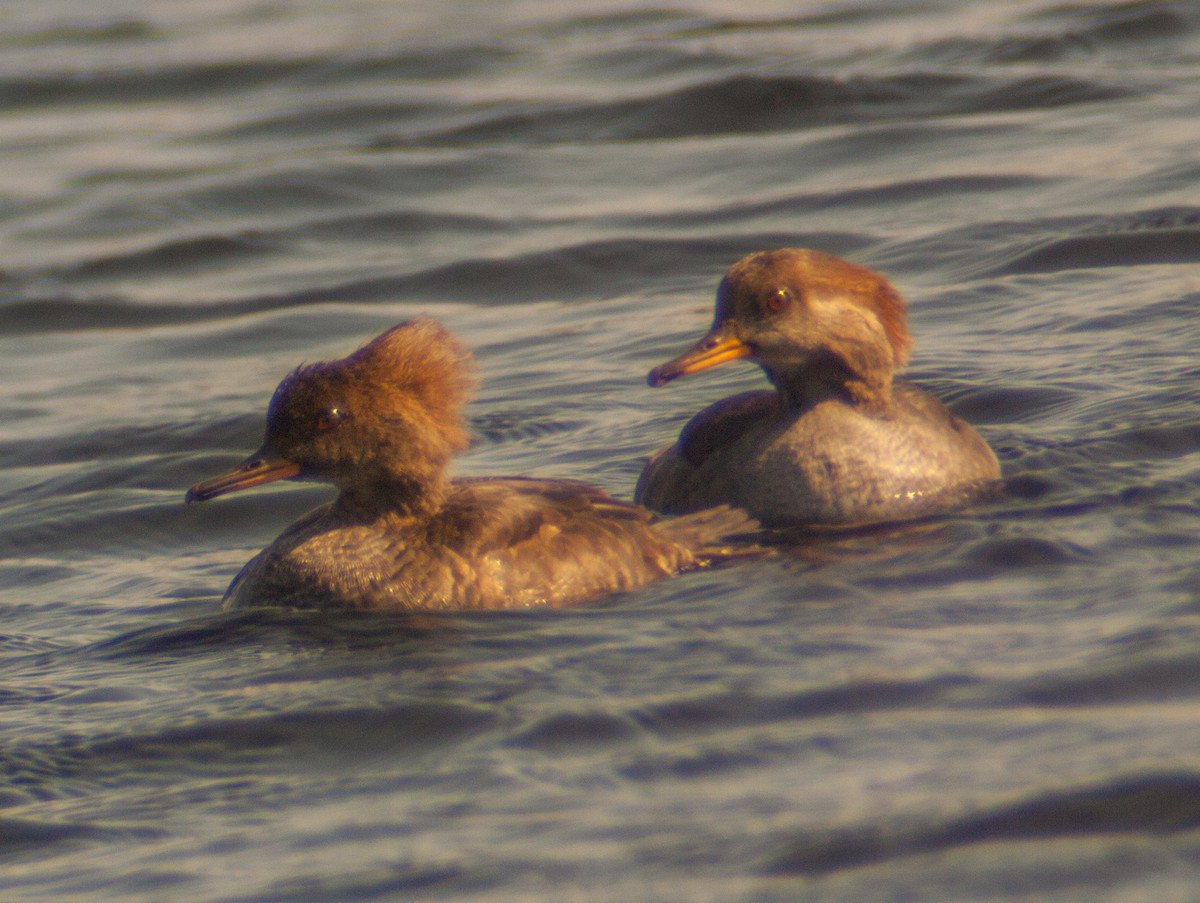 Hooded Merganser - ML190641641