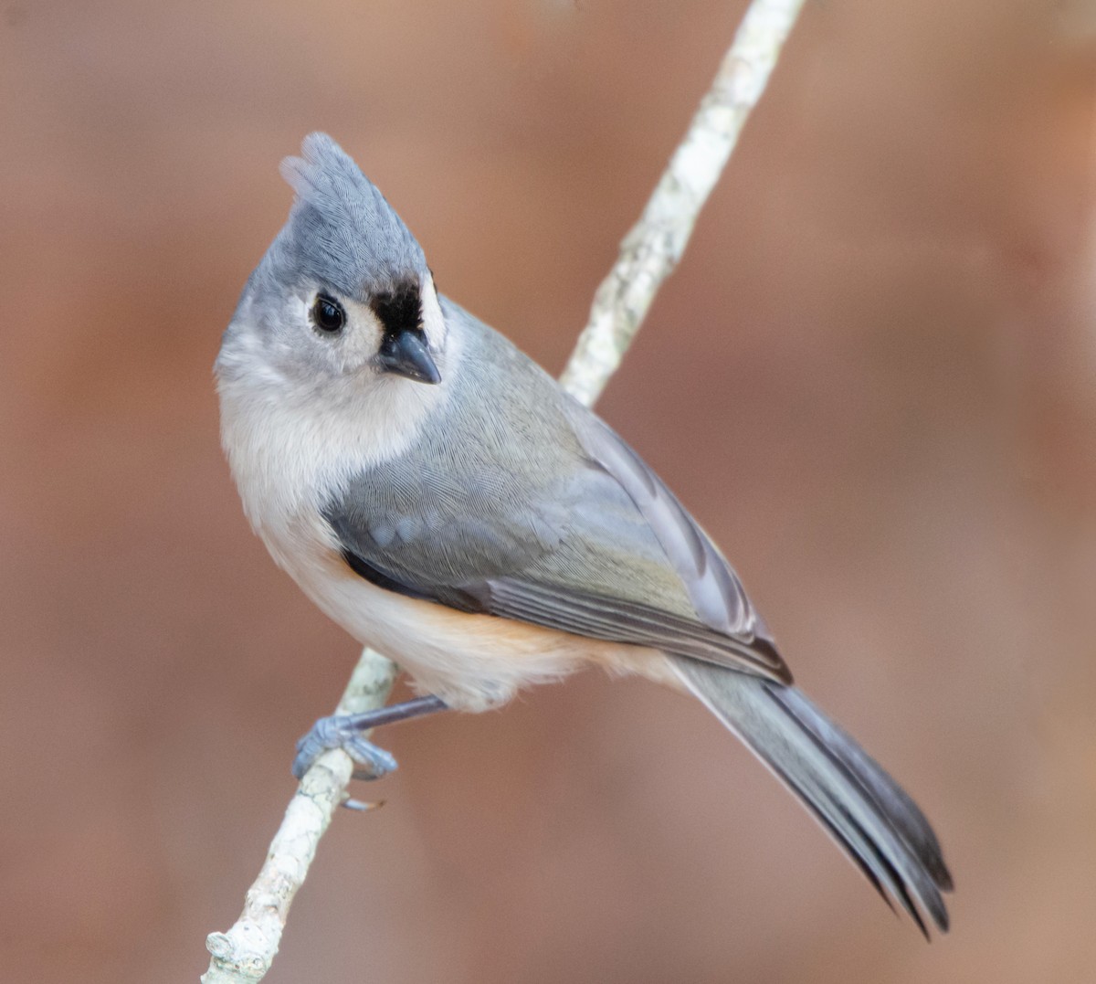 Tufted Titmouse - ML190641901