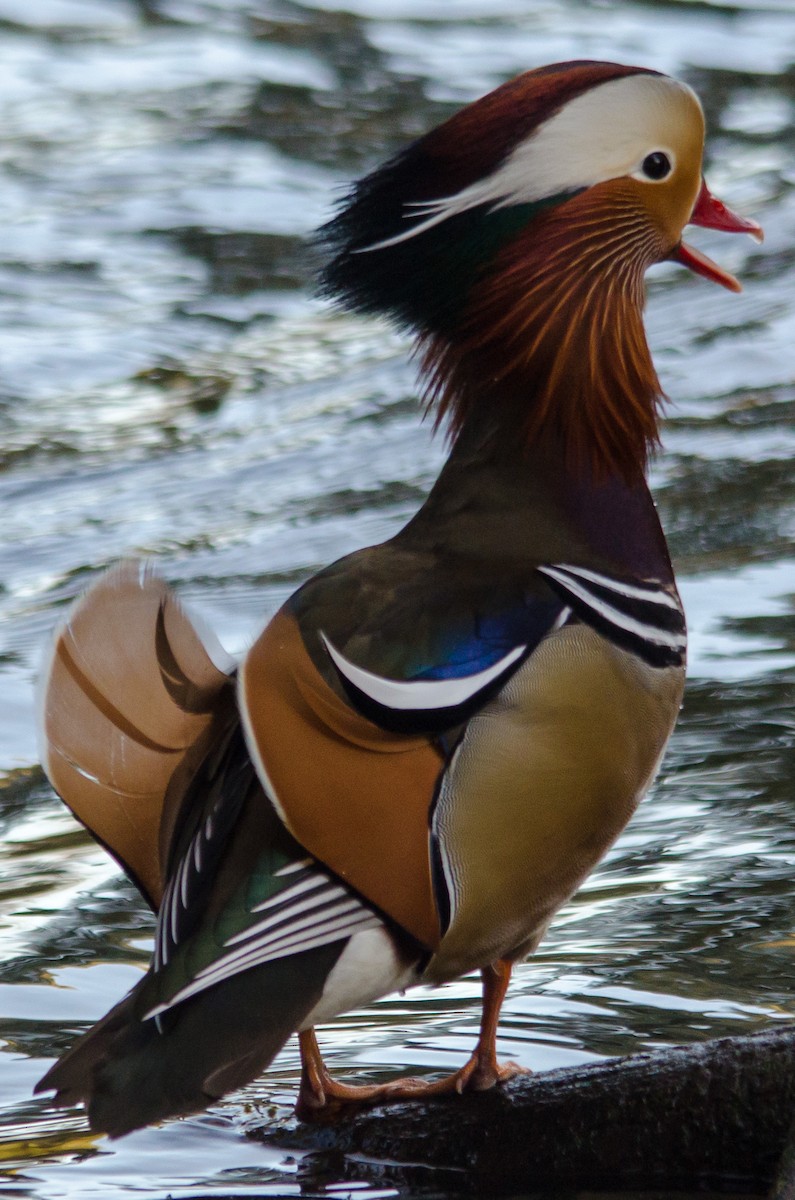 Mandarin Duck - Brian Carruthers