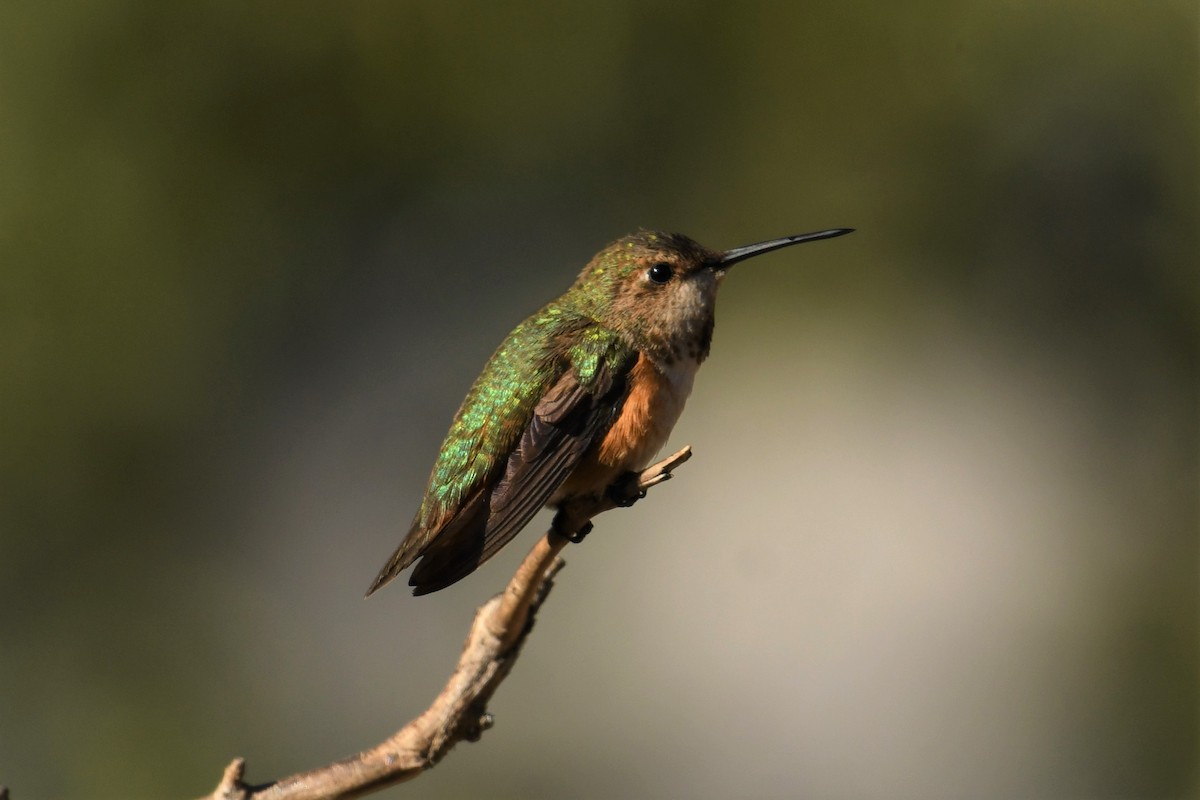 Rufous Hummingbird - Tony Battiste