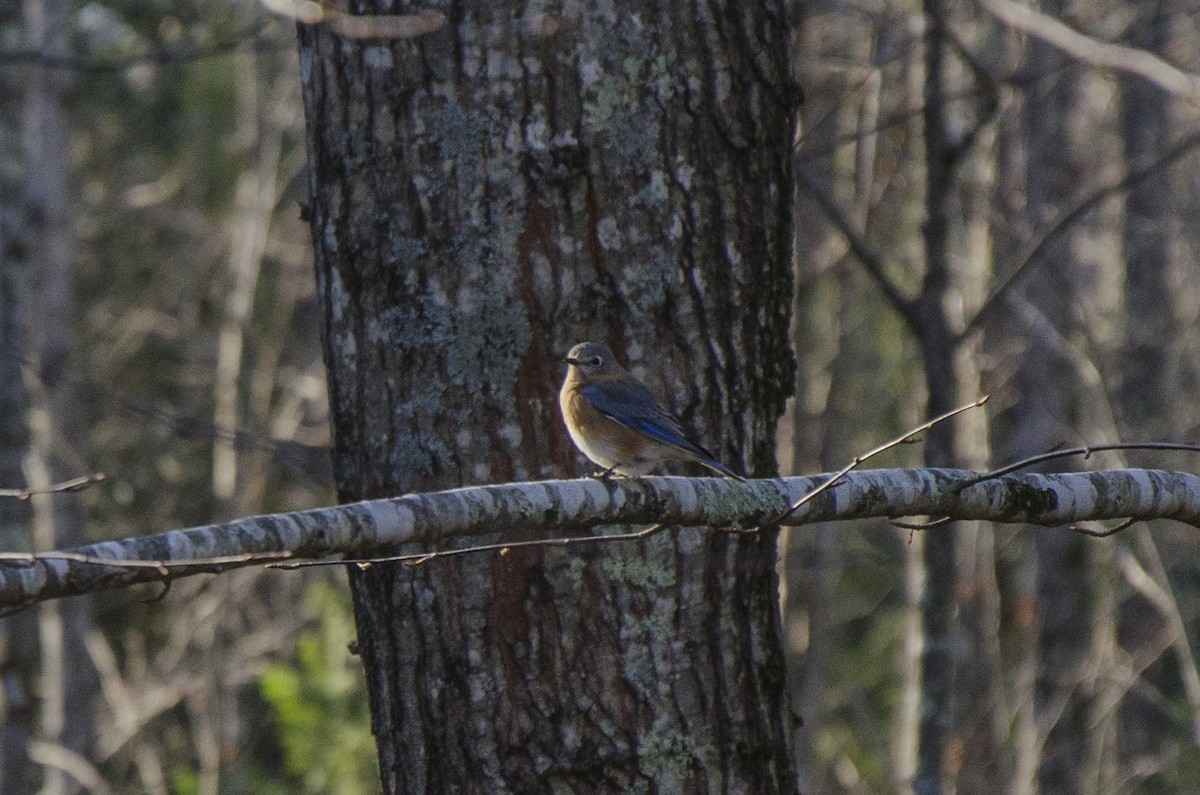 Eastern Bluebird - ML190645201