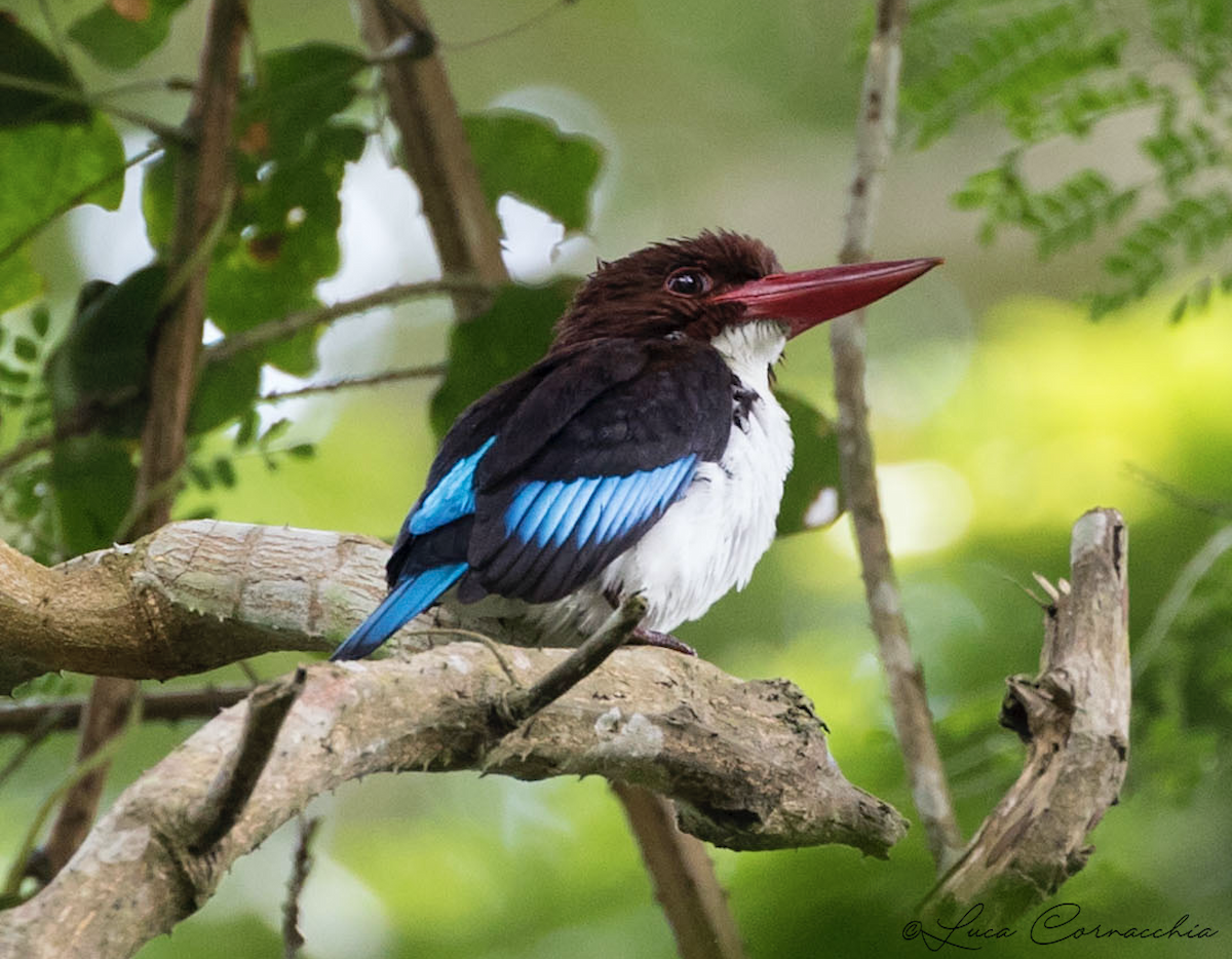 Chocolate-backed Kingfisher - Luca Cornacchia