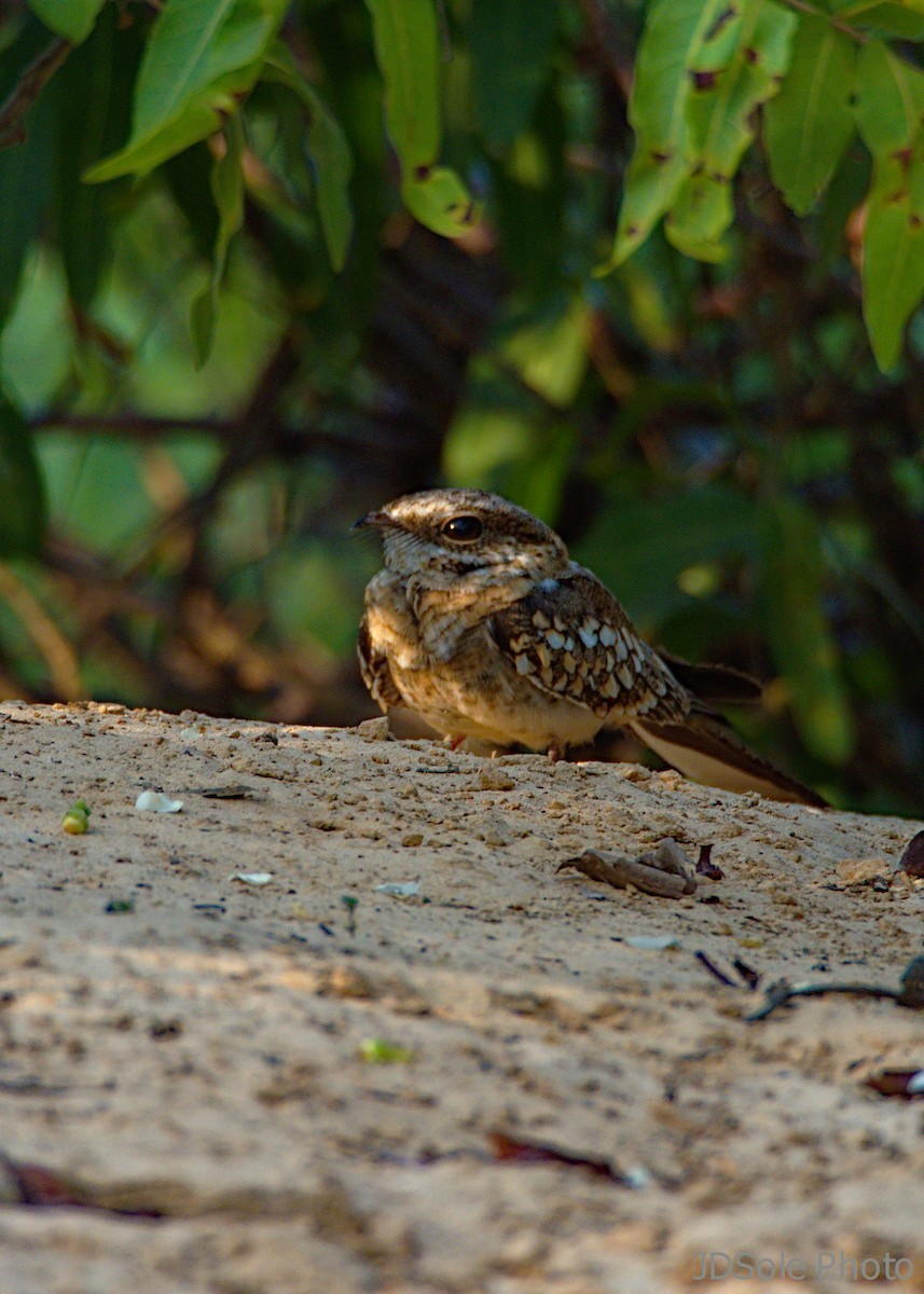 Ladder-tailed Nightjar - ML190649431