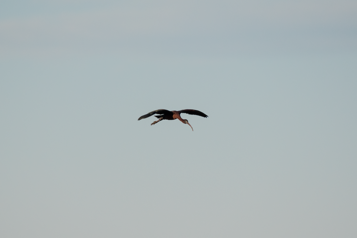 ibis hnědý - ML190650231