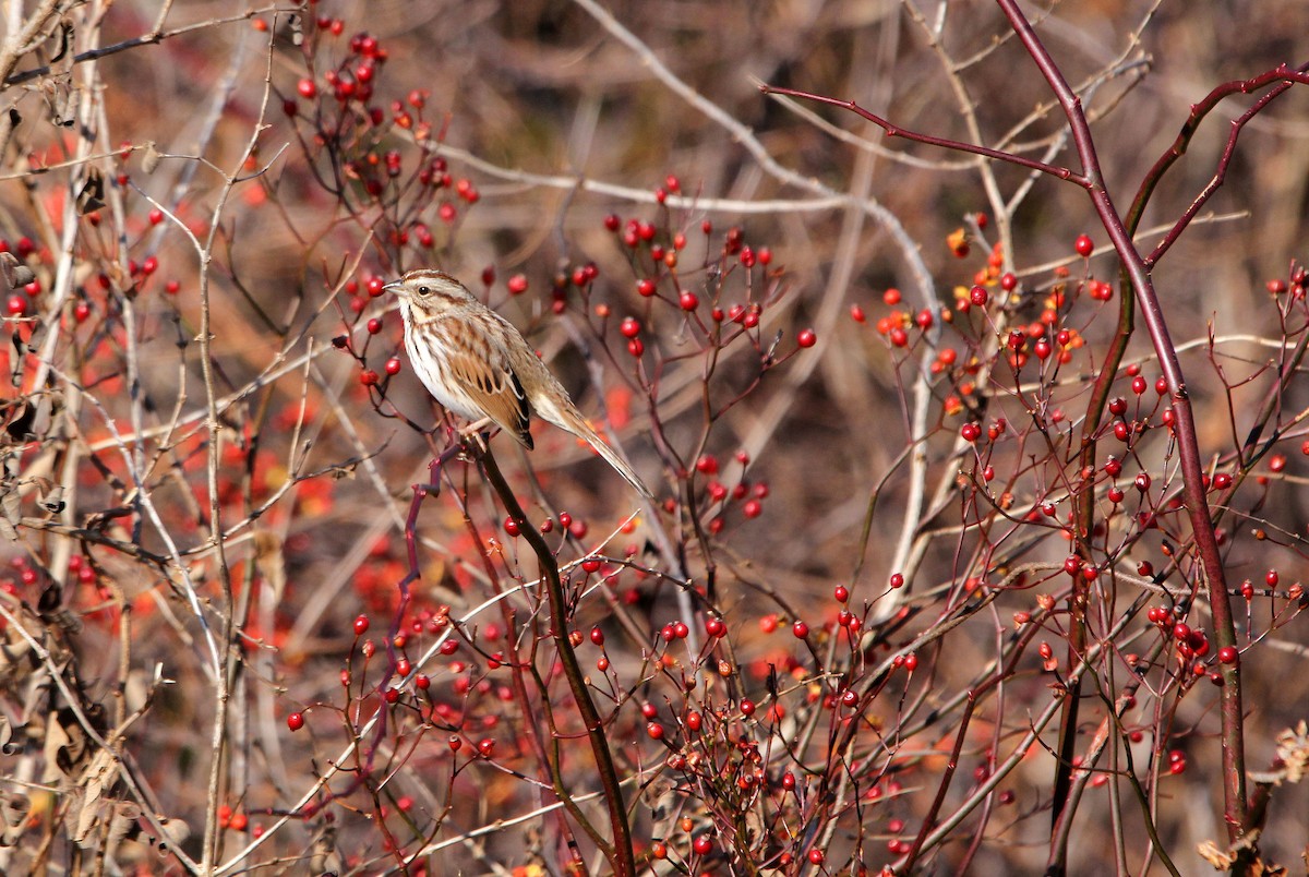 Song Sparrow - ML190651881