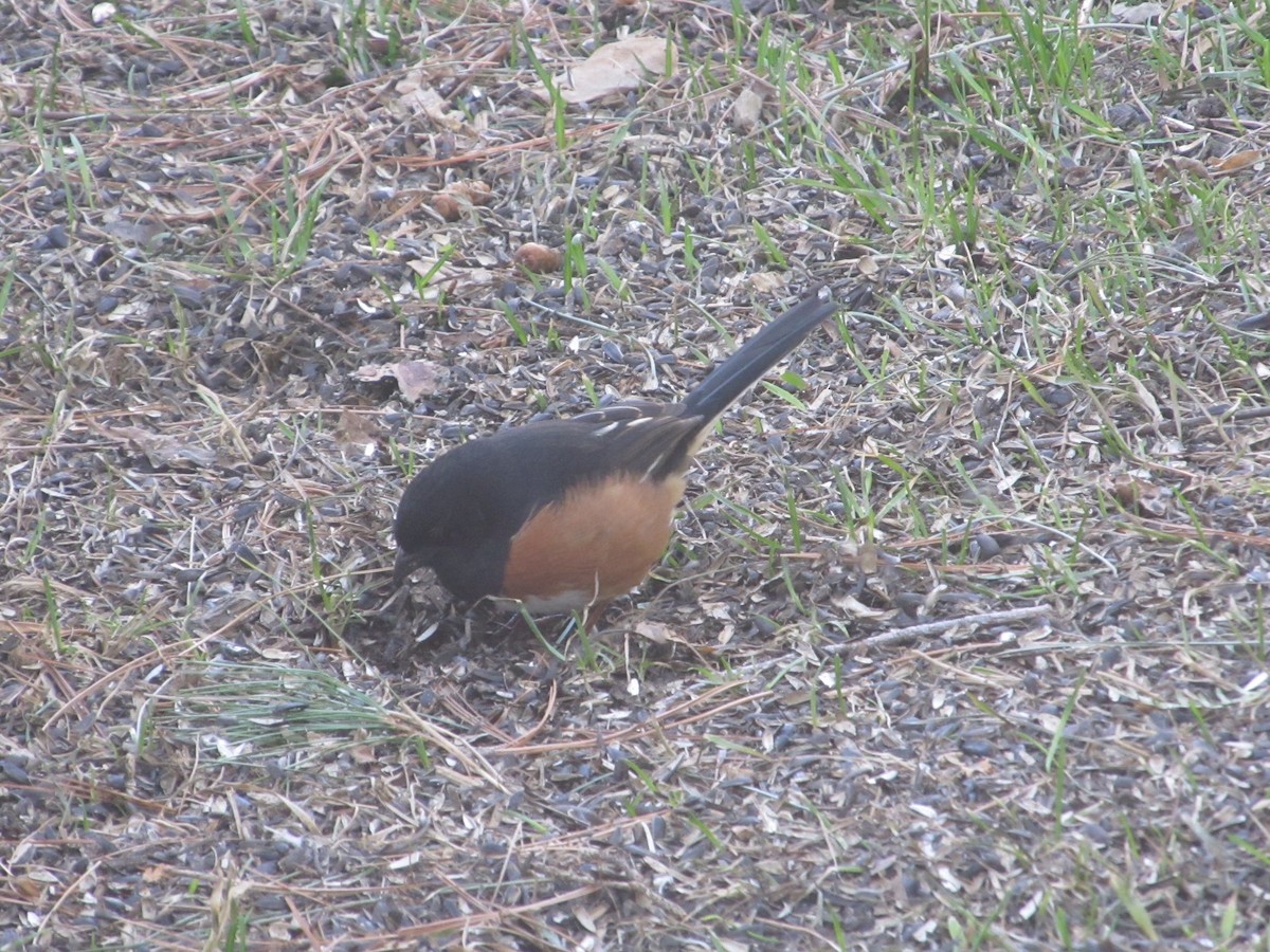 Eastern Towhee - ML190652151