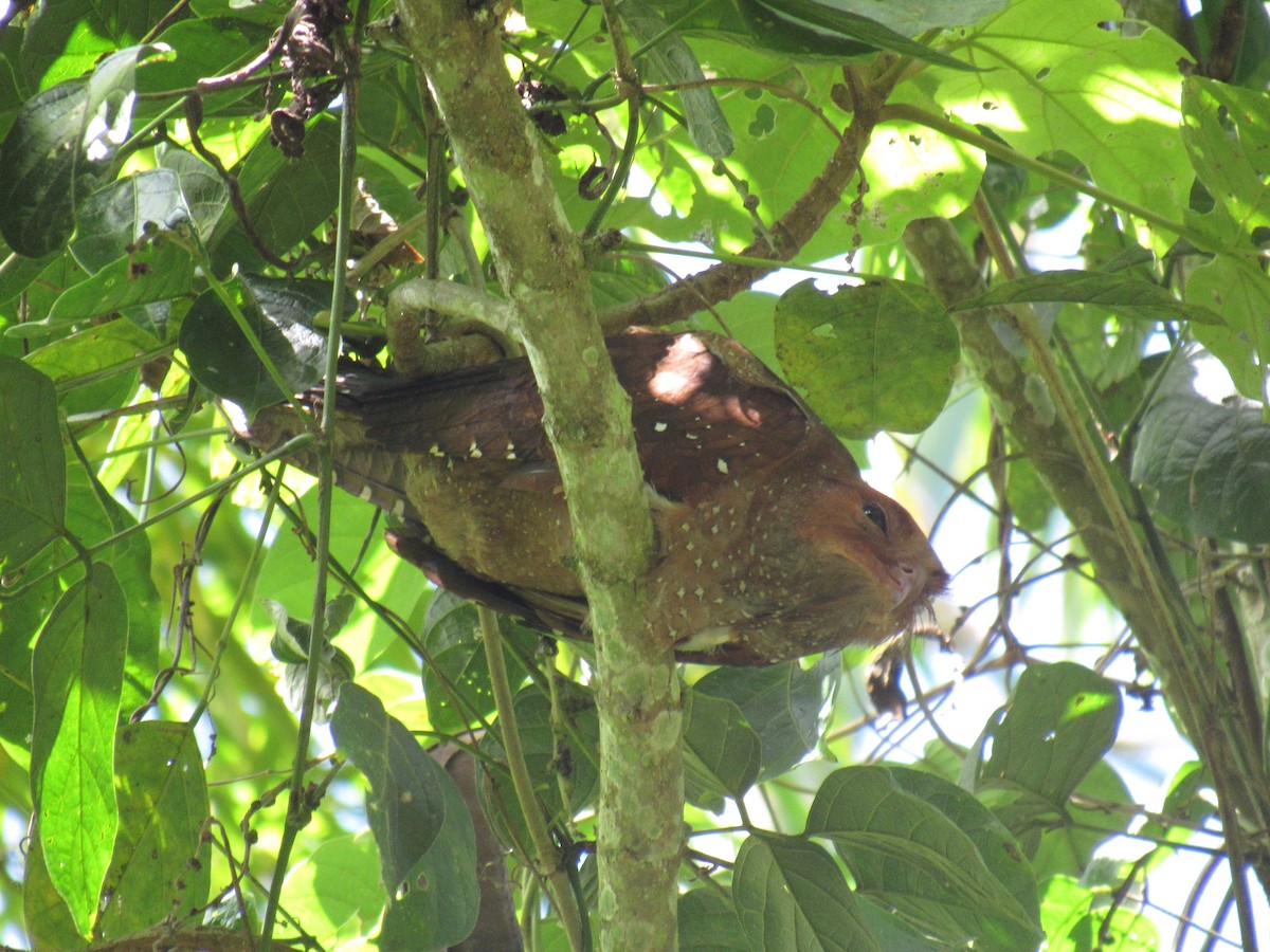 アブラヨタカ - ML190652951