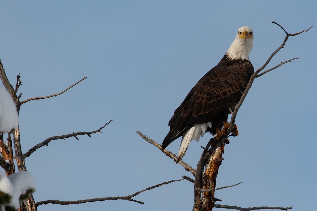 Bald Eagle - ML190653051