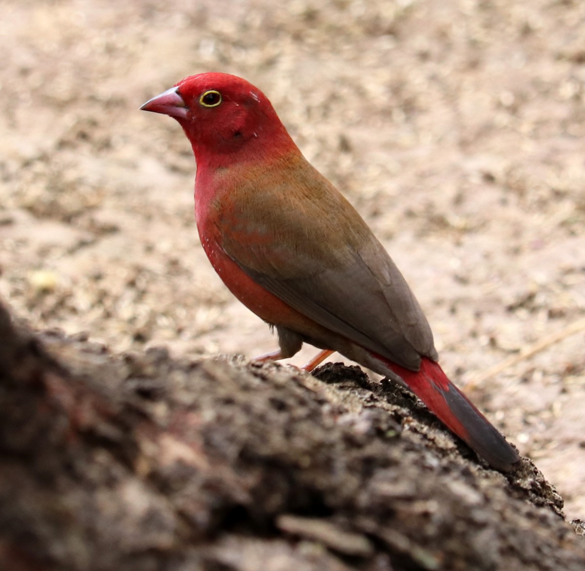 Red-billed Firefinch - ML190654041