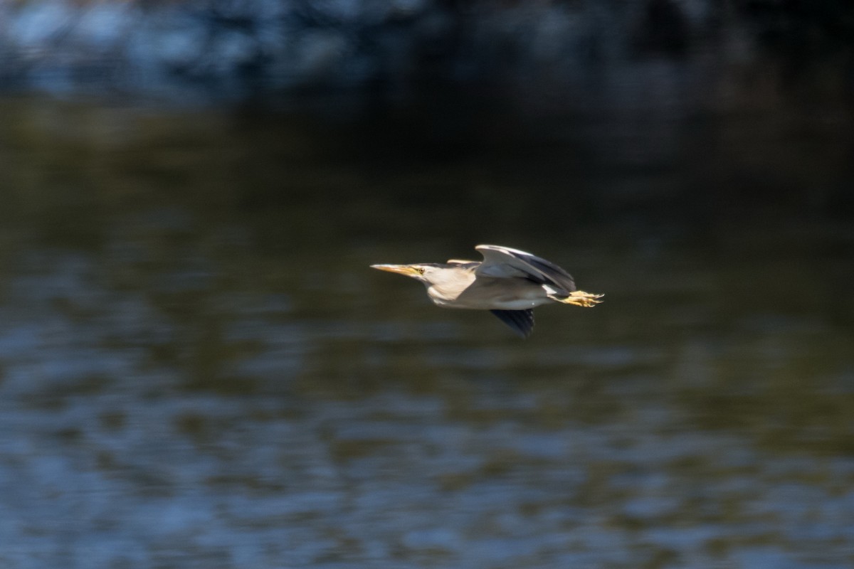 Little Bittern - ML190655291