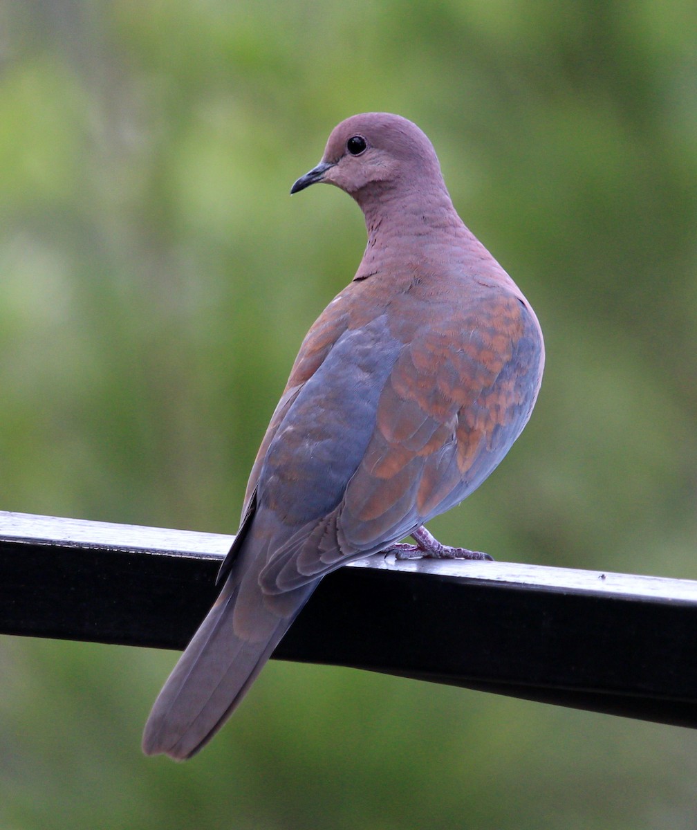 Laughing Dove - ML190656101