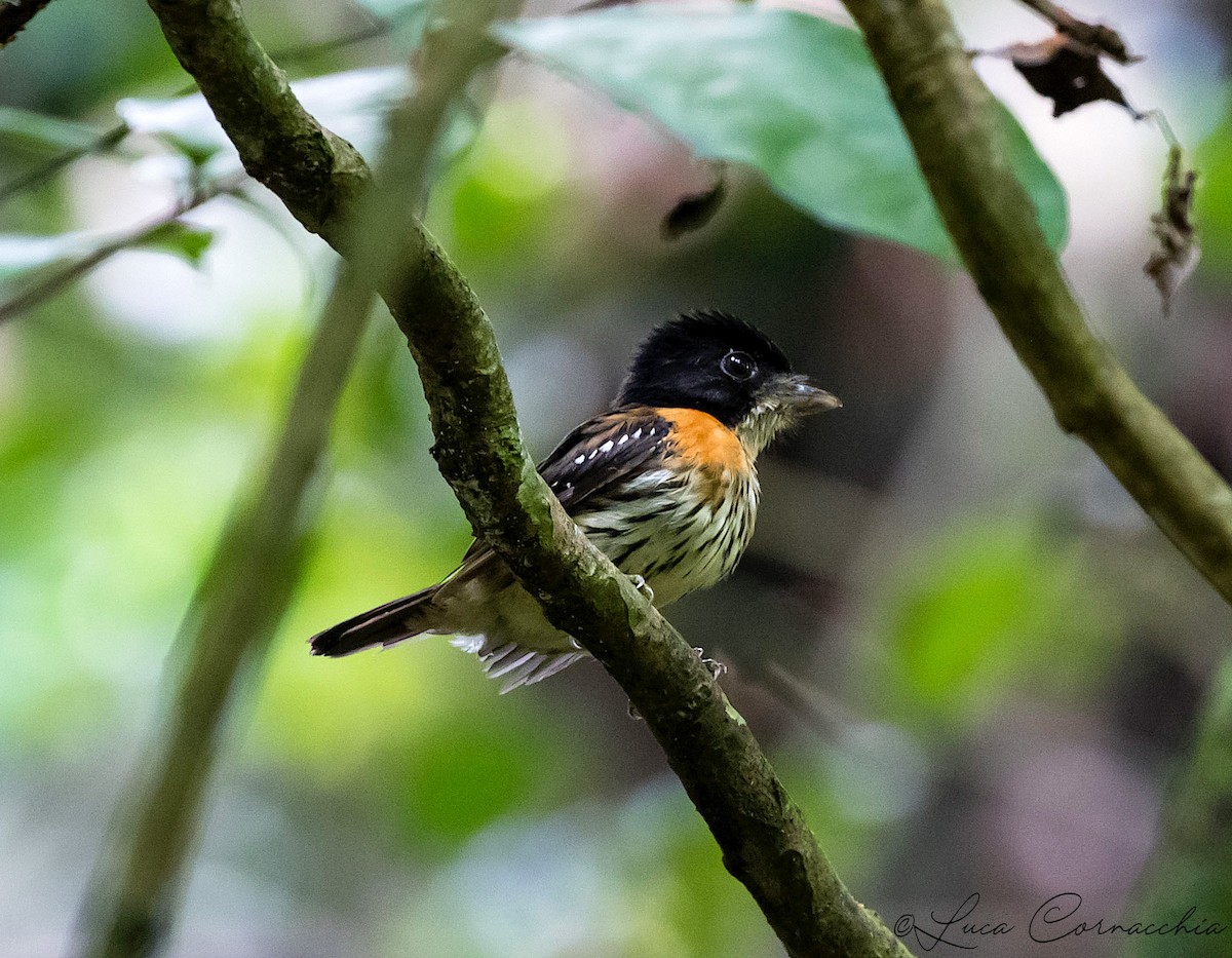 Rufous-sided Broadbill - Luca Cornacchia