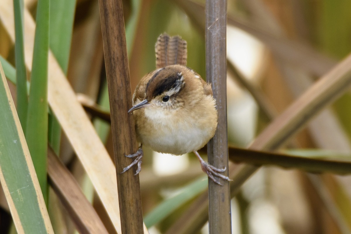 Marsh Wren - ML190657221