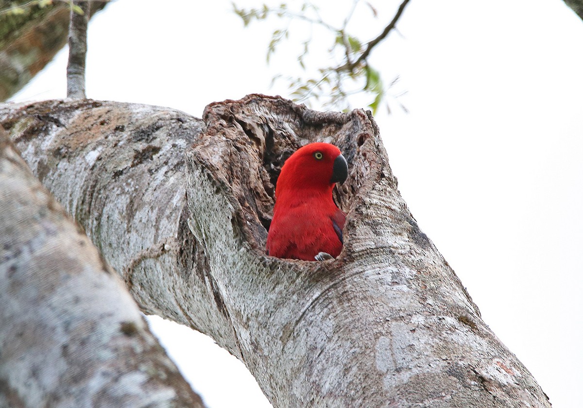 Sumba Eclectus - Anonymous