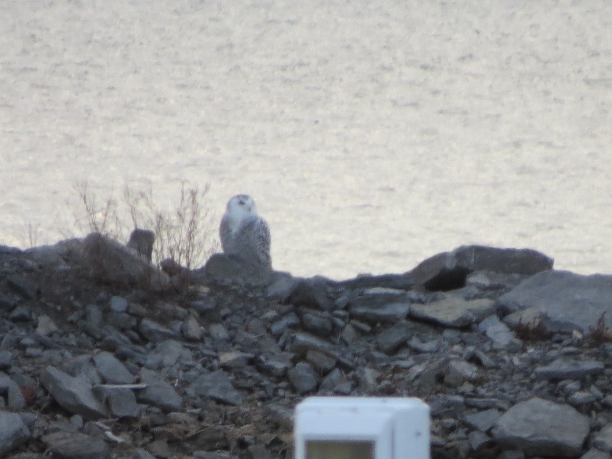 Snowy Owl - ML190658841